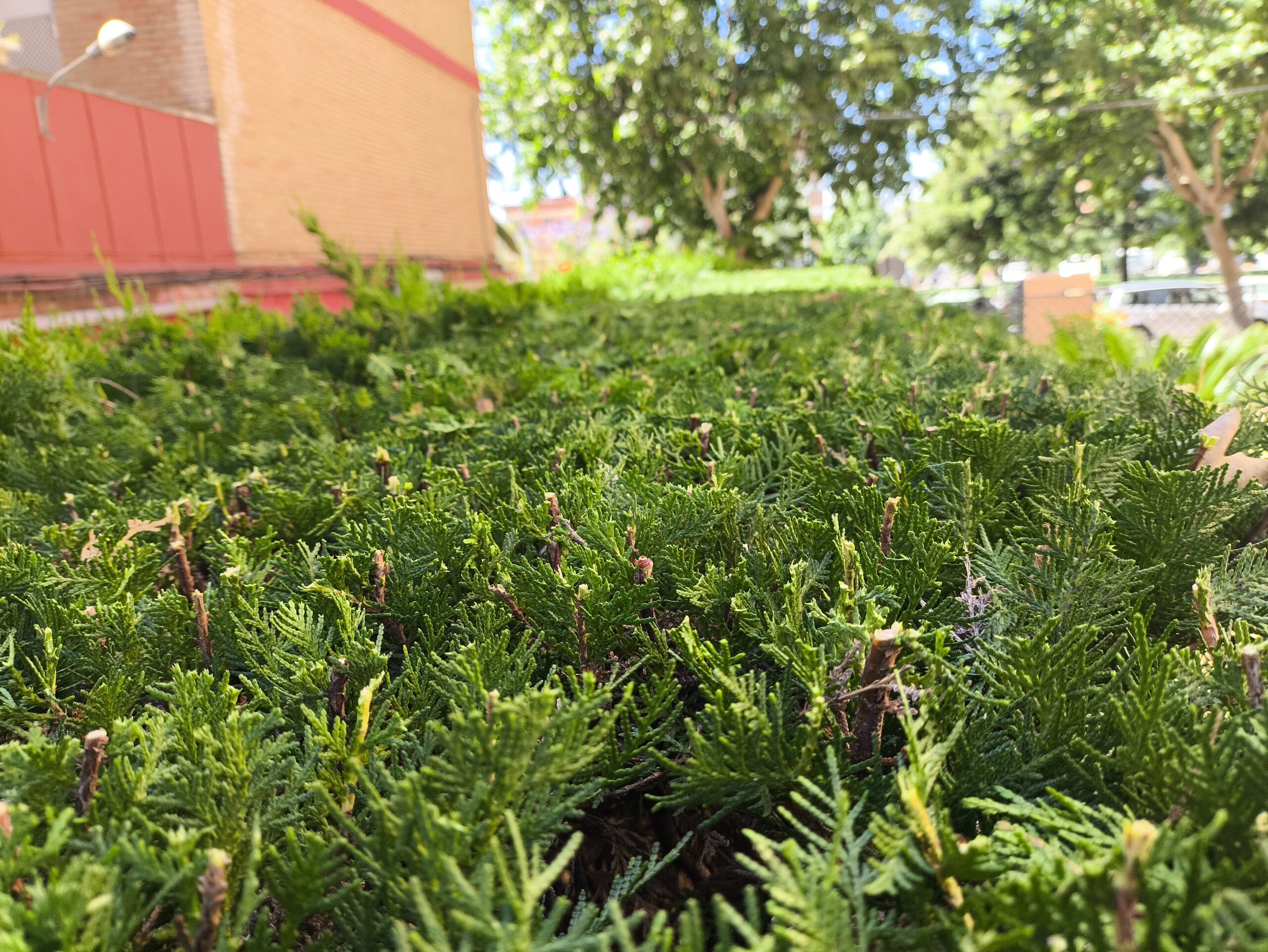 Cómo podar tuyas: seto de Thuja occidentalis recién podado con cortes limpios en follaje verde