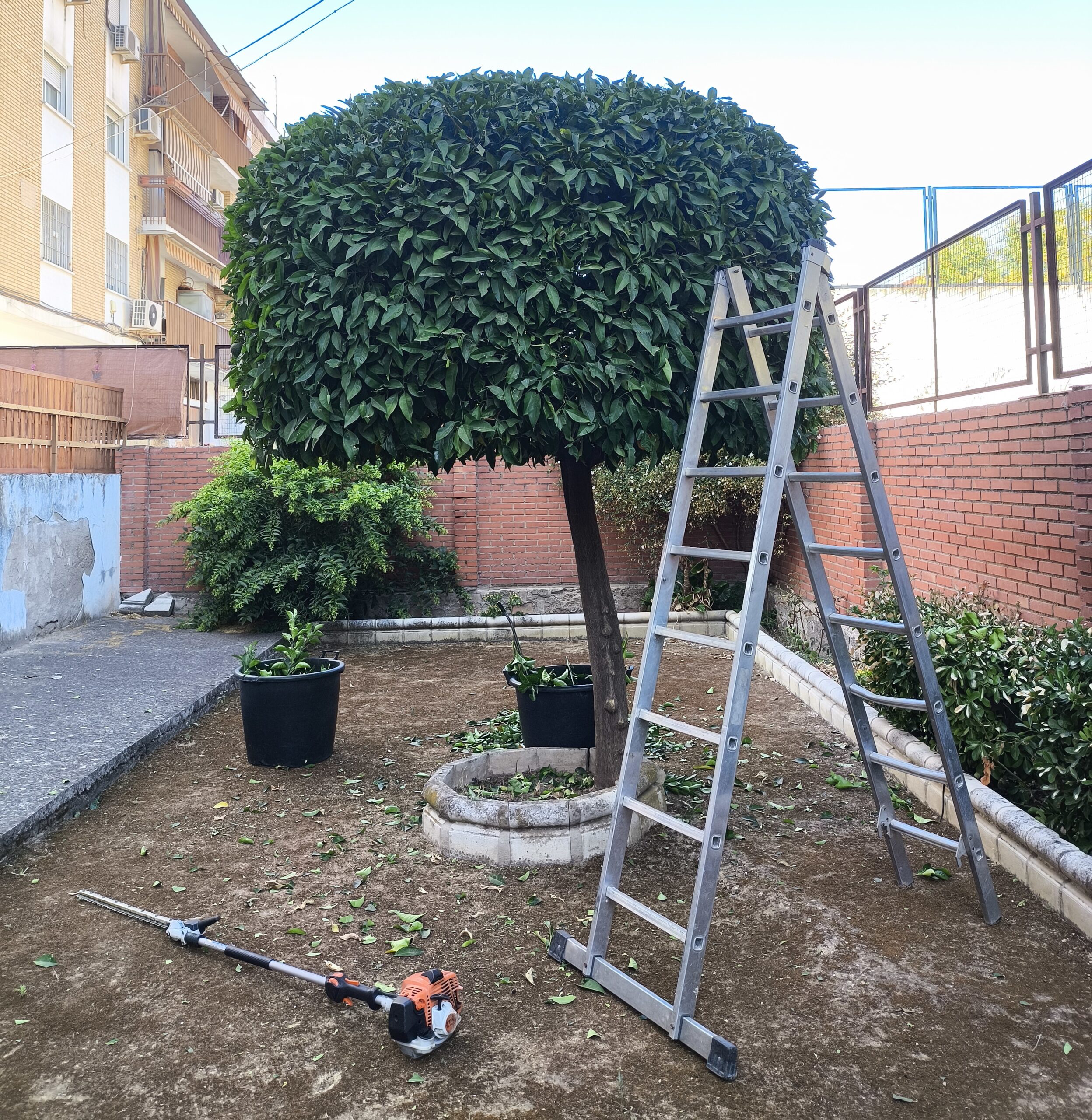 Poda de naranjos ornamentales con escalera y cortasetos profesional en comunidad de vecinos