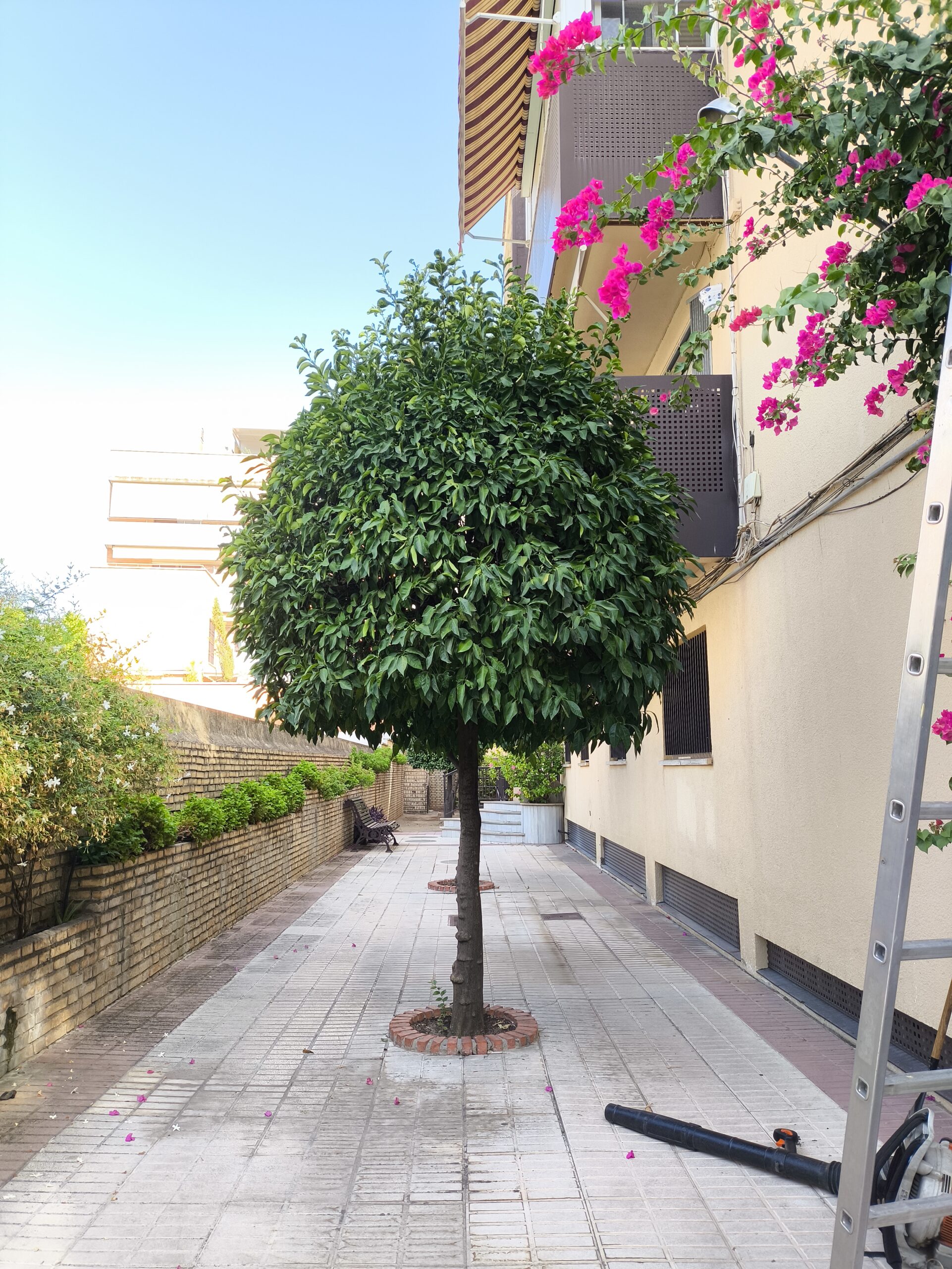 Naranjo ornamental antes de la poda, copa sin recortar con ramas irregulares en comunidad de vecinos de Córdoba
