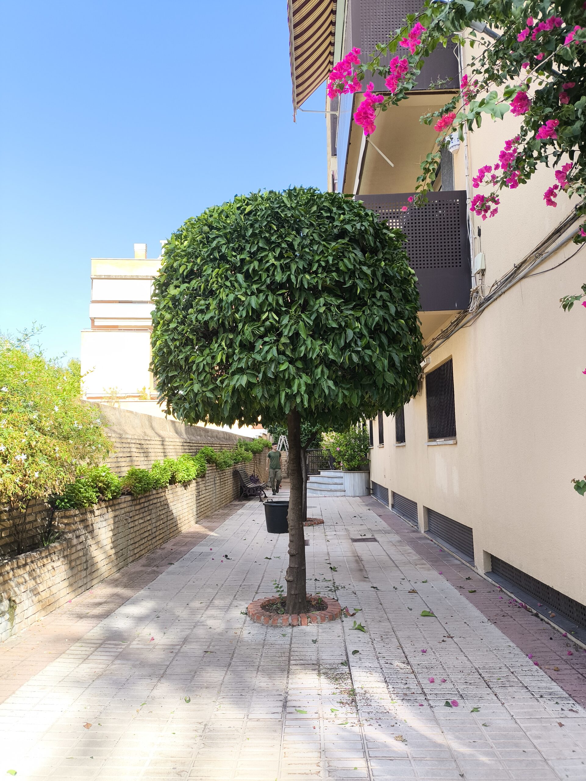 Naranjo ornamental tras la poda con copa esférica perfectamente formada en comunidad de vecinos de Córdoba