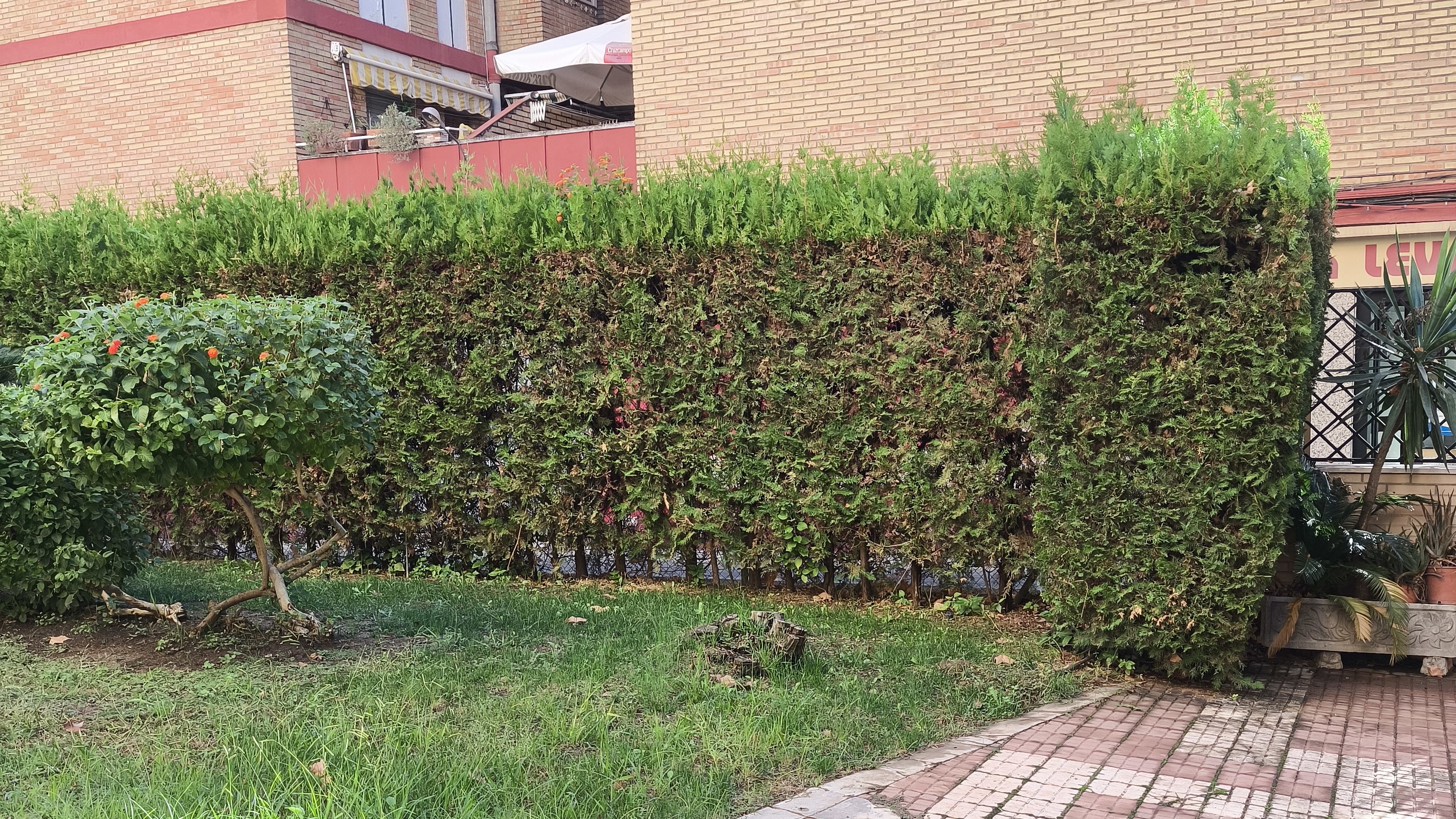 Seto de tuyas antes de podar la cara superior — lateral ya recortado, parte superior con crecimiento acumulado